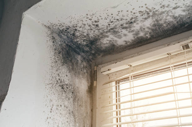 Affordable Mold Removal solutions in Middlesex, NJ